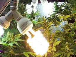 Regardless of the growing medium, light needs remain the same. Low Power Indoor Cfl Grow Lights For Flowering Video Dailymotion