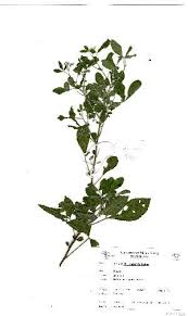 Image result for Crotalaria damarensis