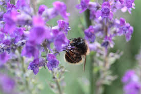 Image result for Linaria