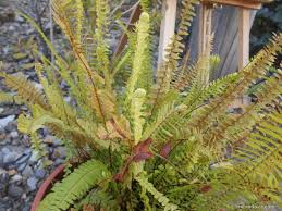 Image result for ledviník