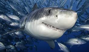 Check spelling or type a new query. Gran Tiburon Blanco Wiki Reino Animalia Fandom