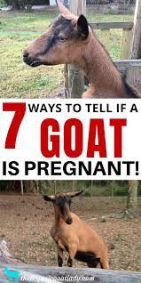 How To Tell If A Goat Is Pregnant 7 Signs The Organic Goat Lady Goats Goat Care Goat Kidding