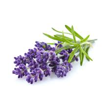 After discovering old fractures in her skull, a photographer recovering from amnesia becomes. Lavender New Zealand Essential Oil Purenature Nz