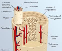 Compact bone consists of outer and inner sheets of lamellar bone (not seen here) and haversian systems, shown here, that run parallel to the long axis of bones. Labelled Diagram Of A Flat Bone Trusted Schematic Diagrams