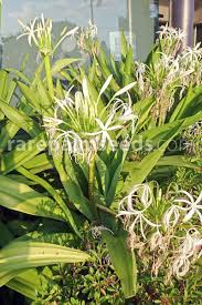 Image result for Crinum aurantiacum