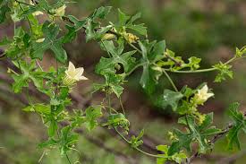 Image result for Coccinia rehmannii