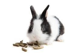 Fruits Et Legumes Recommandes Pour Le Lapin Lapin Et Lapin Nain Lapin Alimentation Lapin Lapin Nain