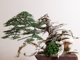 Subscribe unlock nonprofit financial insights that will help you make more informed decisions. Bonsai Tree By Ryan Neil S Bonsai Mirai In Oregon Architectural Digest