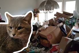 Die räumung einer messi wohnung in berlin ist notwendig. Koln Katze Uberlebt Vier Monate In Versiegelter Messi Wohnung