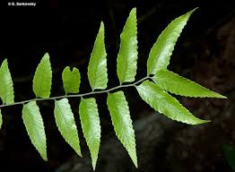 Image result for Arthropteris