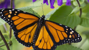 The three body parts are the head, thorax (the chest), and abdomen (the tail end). Butterfly Population Plummeting Toward Extinction In California 13newsnow Com
