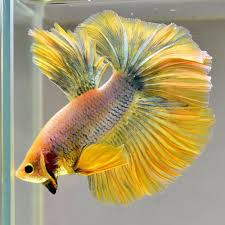Male Betta Young Fancy Mustard Gas Hm Jn101 Rare Find Betta Akvariumnaya Rybka Ekzoticheskaya Ryba