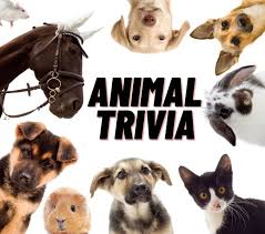 Perhaps it was the unique r. 100 Animal Trivia Questions With Answers For Kids Adults
