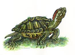 Pin By Janie Malkovic On Good Turtle Watercolor Turtle Painting Red Eared Slider Turtle