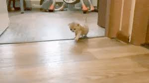 The name comes from the initials of the popular phrase thank god it's friday; Hit Run Gify