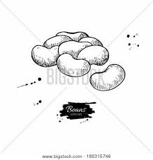 Pngtree offers label beans vector png and vector images, as well as transparant background label beans vector clipart images and psd files. White Bean Hand Drawn Vector Photo Free Trial Bigstock