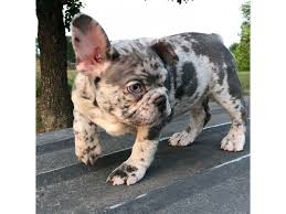 On occasion we have french bulldog puppies for sale. Akc French Bulldog Puppies For Sale Animals Phoenix Arizona Announcement 135133