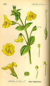 Flora Von Deutschland österreich Und Der Schweiz 1885 Pdf Phrymaceae Wikiwand