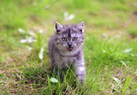 Funny crazy big cat sounds. 12 Cat Sounds And Their Meanings With Audio Excitedcats