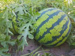All seedless watermelons are hybrids and take the longest time to mature. Watermelon Seed Germination Time Temperature Process Agri Farming