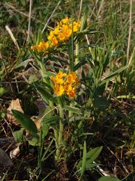 Image result for Eriocaulon abyssinicum