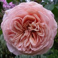 The wonderful david austin rose windermere which is the rose of the week at the mornington botanical rose garden in mornington, australia. David Austin Rose Leander David Austin Roses Austin Rose Beautiful Flowers