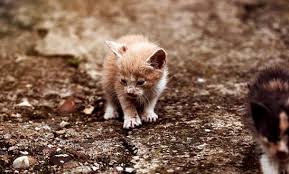 Little miss lucky the cat has been reported missing on 20/04/2017 near 24 jalan selanting singapore. Top 5 Ways Outdoor Cats Become Lost Homeagain Pet Microchip