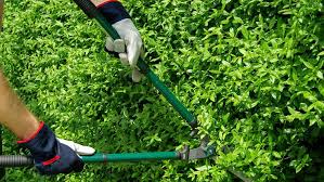 Frühlingsblühende hecken werden direkt nach der blüte geschnitten, da die blütenanklagen im frühling bereits vorhanden wann darf man die hecke schneiden? Gartengestaltung Mit Heckenpflanzen Und Hecke Schneiden Ist Leicht