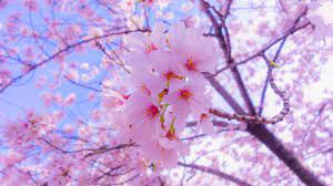 8k uhd tv 16:9 ultra high definition 2160p 1440p 1080p 900p 720p ; Sakura Flowers 4k Wallpaper Sakura Flower Flower Images Wallpapers Cherry Blossom Wallpaper