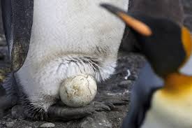 While waiting for the egg to hatch, most male penguins will lose about 25 pounds because during these 2 months of. King Penguin Facts Pictures More About King Penguin