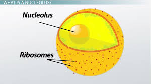 It is easier to describe these parts by using diagrams: What Is A Nucleolus Definition Function Video Lesson Transcript Study Com