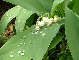 Go you!) you will notice lily of the valley flowers will start popping up on your island. The Ultimate Lily Of The Valley Growing Guide Garden Benches Blog