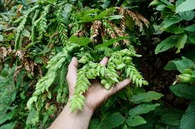Image result for Flemingia strobilifera