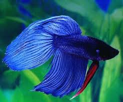 Japanese fight academy vintage prints vector. Blue Betta Siamese Fighting Fighter Fish Splendens Tropical Aquarium Tank Uk Ebay
