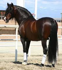 Pre Stallion Want One 3 Endulus Ati Atlar Ve At Sevgisi