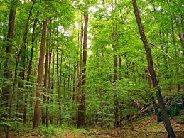 If it's mild, it'll keep it's leaves and/or look good all winter. Deciduous Wikipedia