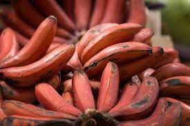 Yang membuat unik dari buah ini yaitu karena tandannya menuju ke atas menjulang ke langit serta berukuran besar. Individu Berketurunan Melayu Rawa Dilarang Makan Buah Ini Kenali 6 Jenis Pisang Yang Terdapat Di Malaysia
