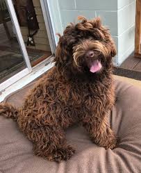 Labradoodle isolated chocolate labradoodle australian labradoodle golden doodles labradoodle puppy labradoodle dog labradoodle puppy isolated poodle brown labradoodle face cat dog closed. Chocolate Labradoodles