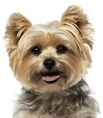 Dianne Gordon Obituary