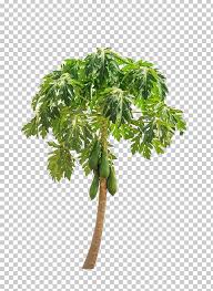 World's largest selection · we have everything · >80% items are new Papaya Fruit Tree Pawpaw Stock Photography Png Clipart Branch Breast Christmas Tree Edible Enhancement Free Png