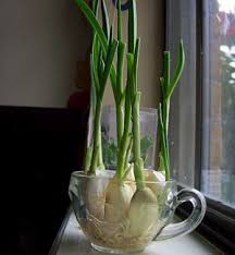 Also known as chinese chives, it's usually grown for culinary purpose and can be up to. How To Grow Your Own Garlic Chives On Simple Daily Recipes Plants Indoor Herb Garden Growing Garlic