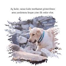 6 238 begenme 17 yorum instagram da zarifi kelam zarifi kelam ac kalir susuz kalir merhamet gosterilmez ama yardimina kosan yine il instagram amin
