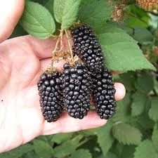 The nodule is usually painless or only mildly tender. Blackberry Karaka Black Floricane Fruit Plant From D T Brown
