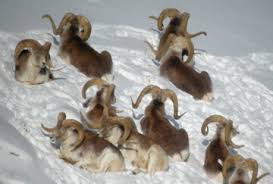 Tajikistan Hunting Trips Bookyourhunt Com