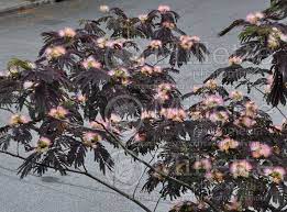 The first and only of its kind! Albizia Summer Chocolate Mimosa Tree