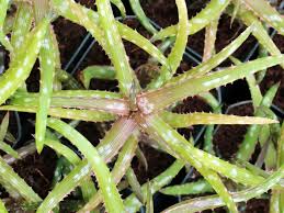 Image result for Aloe ballii