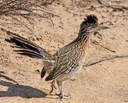 Check spelling or type a new query. About Us Audubon New Mexico