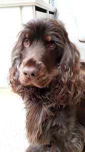 My Own Beautiful English Cocker Spaniel Guus Cocker Spaniel Dog English Cocker Spaniel Spaniel Breeds