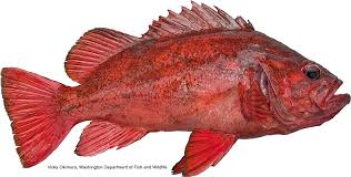 california marine sportfish identification rockfish