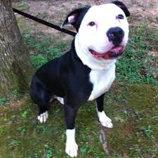 American Bulldog Staffordshire Bull Terrier Cross Bully Pit Pitbull Perros